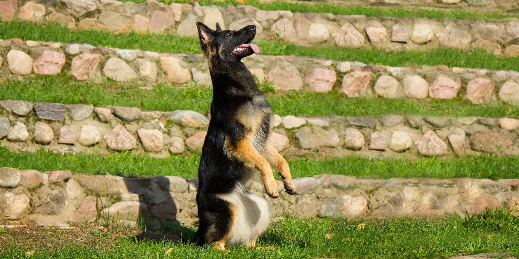 Why Choose German Dog Commands?